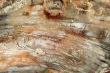 Beautiful, Petrified Wood (Araucaria) Slab - Madagascar #325140-1